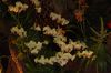 Orchideenausstellung-Bad-Salzuflen-2014-140302-DSC_0065.JPG