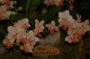 Orchideenausstellung-Bad-Salzuflen-2014-140302-DSC_0072.JPG