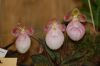 Orchideenausstellung-Bad-Salzuflen-2014-140302-DSC_0077.JPG