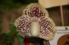 Orchideenausstellung-Bad-Salzuflen-2014-140302-DSC_0078.JPG