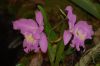 Orchideenausstellung-Bad-Salzuflen-2014-140302-DSC_0086.JPG