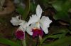Orchideenausstellung-Bad-Salzuflen-2014-140302-DSC_0089.JPG