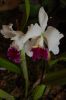 Orchideenausstellung-Bad-Salzuflen-2014-140302-DSC_0090.JPG