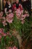 Orchideenausstellung-Bad-Salzuflen-2014-140302-DSC_0100.JPG
