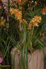 Orchideenausstellung-Bad-Salzuflen-2014-140302-DSC_0101.JPG