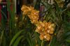 Orchideenausstellung-Bad-Salzuflen-2014-140302-DSC_0105.JPG