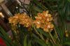 Orchideenausstellung-Bad-Salzuflen-2014-140302-DSC_0106.JPG