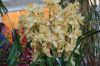 Orchideenausstellung-Bad-Salzuflen-2014-140302-DSC_0108.JPG