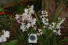 Orchideenausstellung-Bad-Salzuflen-2014-140302-DSC_0112.JPG