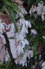 Orchideenausstellung-Bad-Salzuflen-2014-140302-DSC_0120.JPG