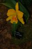 Orchideenausstellung-Bad-Salzuflen-2014-140302-DSC_0121.JPG