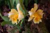 Orchideenausstellung-Bad-Salzuflen-2014-140302-DSC_0130.JPG
