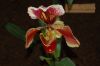 Orchideenausstellung-Bad-Salzuflen-2014-140302-DSC_0147.JPG