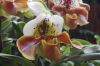Orchideenausstellung-Bad-Salzuflen-2014-140302-DSC_0197.JPG