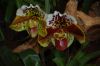 Orchideenausstellung-Bad-Salzuflen-2014-140302-DSC_0203.JPG