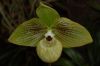 Orchideenausstellung-Bad-Salzuflen-2014-140302-DSC_0229.JPG