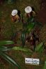 Orchideenausstellung-Bad-Salzuflen-2014-140302-DSC_0232.JPG