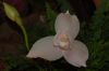 Orchideenausstellung-Bad-Salzuflen-2014-140302-DSC_0235.JPG