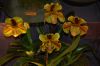 Orchideenausstellung-Bad-Salzuflen-2014-140302-DSC_0250.JPG