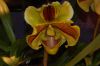 Orchideenausstellung-Bad-Salzuflen-2014-140302-DSC_0251.JPG