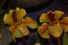 Orchideenausstellung-Bad-Salzuflen-2014-140302-DSC_0252.JPG