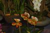 Orchideenausstellung-Bad-Salzuflen-2014-140302-DSC_0255.JPG