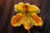 Orchideenausstellung-Bad-Salzuflen-2014-140302-DSC_0256.JPG