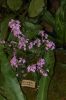 Orchideenausstellung-Bad-Salzuflen-2014-140302-DSC_0260.JPG