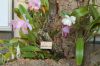 Orchideenausstellung-Bad-Salzuflen-2014-140302-DSC_0261.JPG