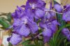 Orchideenausstellung-Bad-Salzuflen-2014-140302-DSC_0262.JPG