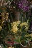 Orchideenausstellung-Bad-Salzuflen-2014-140302-DSC_0265.JPG