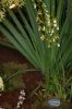 Orchideenausstellung-Bad-Salzuflen-2014-140302-DSC_0270.JPG