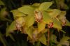 Orchideenausstellung-Bad-Salzuflen-2014-140302-DSC_0282.JPG