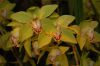 Orchideenausstellung-Bad-Salzuflen-2014-140302-DSC_0290.JPG