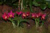 Orchideenausstellung-Bad-Salzuflen-2014-140302-DSC_0298.JPG