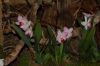Orchideenausstellung-Bad-Salzuflen-2014-140302-DSC_0299.JPG