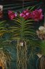 Orchideenausstellung-Bad-Salzuflen-2014-140302-DSC_0300.JPG