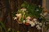 Orchideenausstellung-Bad-Salzuflen-2014-140302-DSC_0301.JPG