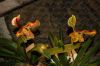 Orchideenausstellung-Bad-Salzuflen-2014-140302-DSC_0303.JPG