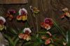 Orchideenausstellung-Bad-Salzuflen-2014-140302-DSC_0304.JPG