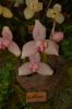 Orchideenausstellung-Bad-Salzuflen-2014-140302-DSC_0347.JPG