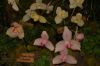 Orchideenausstellung-Bad-Salzuflen-2014-140302-DSC_0348.JPG