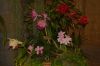 Orchideenausstellung-Bad-Salzuflen-2014-140302-DSC_0349.JPG