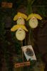 Orchideenausstellung-Bad-Salzuflen-2014-140302-DSC_0355.JPG