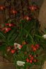 Orchideenausstellung-Bad-Salzuflen-2014-140302-DSC_0363.JPG