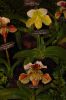 Orchideenausstellung-Bad-Salzuflen-2014-140302-DSC_0370.JPG
