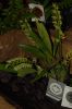 Orchideenausstellung-Bad-Salzuflen-2014-140302-DSC_0376.JPG