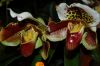 Dresden-Orchideen-Ausstellung-120331-DSC_0037.JPG