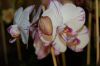 Dresden-Orchideen-Ausstellung-120331-DSC_0178.JPG