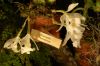 Dresden-Orchideen-Ausstellung-120331-DSC_0183.JPG